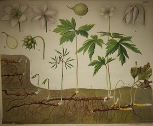 سلسلة لوحات شمايل النباتية لوحات تشريحية بواسطة والتر هيوباتش